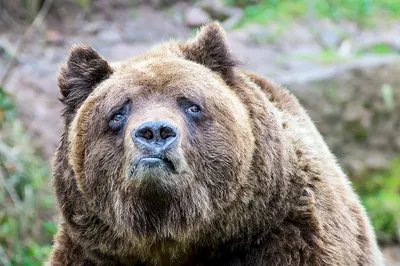крупный план бурого медведя рычащего на камеру, смешное лицо бурого медведя,  Hd фотография фото, медведь фон картинки и Фото для бесплатной загрузки