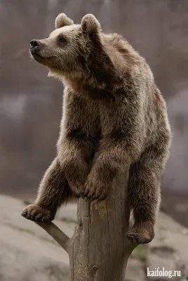 Приколы про медведей (60 фото) | Медведь, Бурые медведи, Медведи гризли