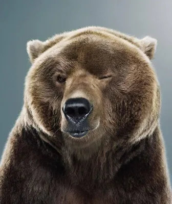 Белый медведь :: медведь / смешные картинки и другие приколы: комиксы, гиф  анимация, видео, лучший интеллектуальный юмор.