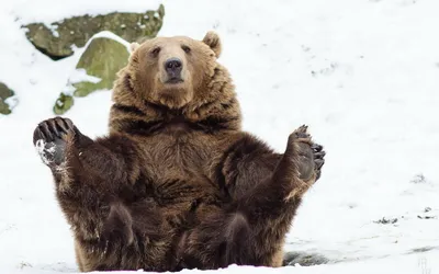 медведь смешной стоковое изображение. изображение насчитывающей погремушк -  96304953