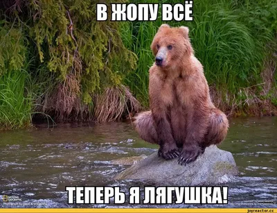 медведь в траве сидит со скрещенными руками, смешная картинка с медведем  фон картинки и Фото для бесплатной загрузки