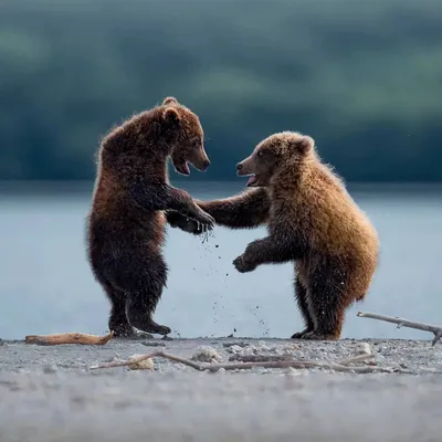 Ржачные картинки про медведя (50 фото) » Юмор, позитив и много смешных  картинок