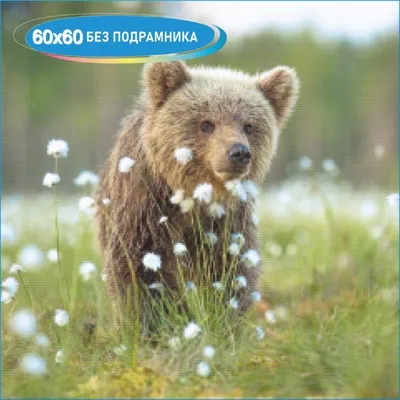 Прикольные картинки про медведя (45 фото) | Memax
