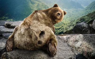 Вульгарная обезьяна и смешные медведи: финалисты Comedy Wildlife  Photography Awards – Люкс ФМ