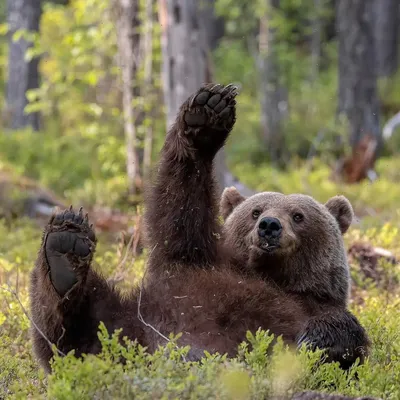 Прикольные картинки про медведя (40 фото) скачать бесплатно