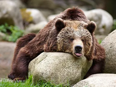 Медведь по 3 часа в день тренируется с палкой, получается мастерски — видео