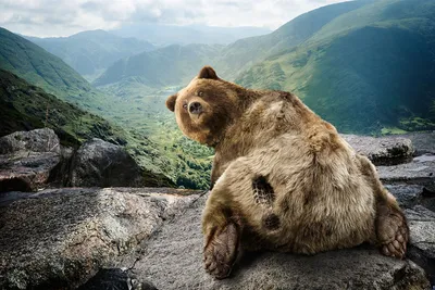 Смешной медведь - красивые фото