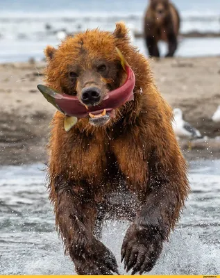Смешные и забавные медведи (33 фото) » Клопик.КоМ