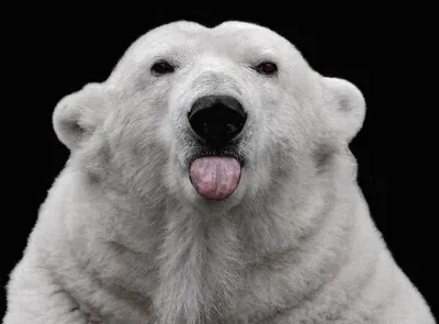 Смешные медведи: фото, которые заставят Вас улыбаться | Animality | Дзен