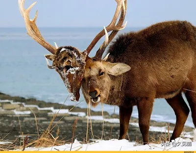 Visit Arctic Tundra • Ненецкий автономный округ • - Северный олень -  интересные и удивительные факты •Копыта северных оленей уникальны, потому  как способны видоизменяться в зависимости от времени года. Так в летнее