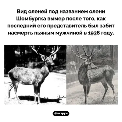 Так вот ты какой, северный олень: узнала во время поездки в тундру  интересные факты об этих уникальных животных | Соло - путешествия | Дзен