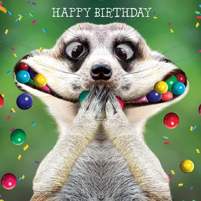 Pin by Ольга Бурмистрова on День рождения, праздники | Funny happy birthday  wishes, Happy birthday animals, Silly happy birthday