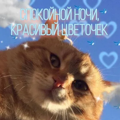 Спокойной ночи! Сладких снов! 😴#спокойнойночи #сладкихснов #добройноч... |  TikTok