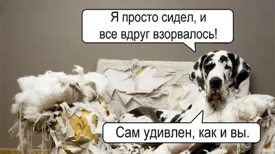Юлия Афанасьева. Смешные животные. Рассказы | AliExpress