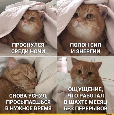 Выбраны самые смешные фотографии домашних животных 2021 года - Новости  Mail.ru