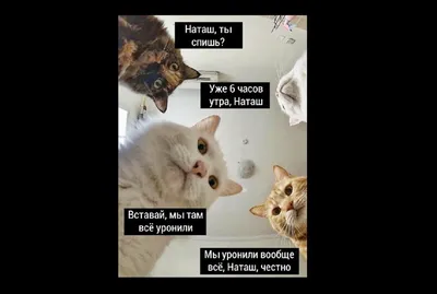 10+ смешных мемов с котиками, над которыми невозможно не смеяться