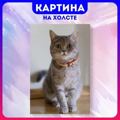 Смешные котики» — создано в Шедевруме