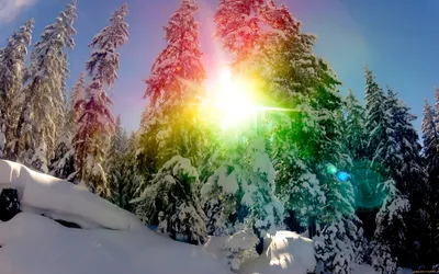 Обои SNOW RAINBOW Природа Зима, обои для рабочего стола, фотографии snow,  rainbow, природа, зима, снег, ели, солнце, сияние Обои для рабочего стола,  скачать обои картинки заставки на рабочий стол.