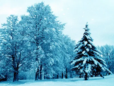 Обои настоящая зима, деревья в снегу, падает снег на рабочий стол