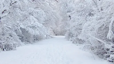 Обои Много снега, картинки - Обои для рабочего стола Много снега фото из  альбома: (природа)