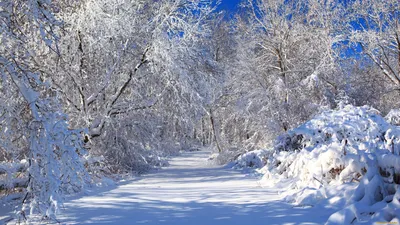 Обои природа, лес, зима, снег на рабочий стол