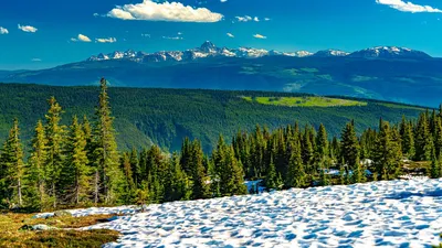 Обои деревья, склон, снег, лес, горы картинки на рабочий стол, фото скачать  бесплатно