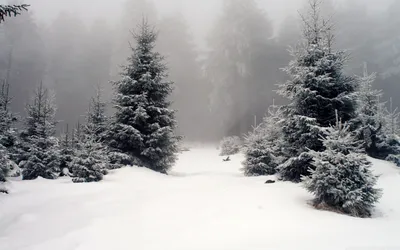 Обои ёлки, лес, зима, снег на рабочий стол