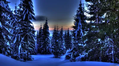 Обои природа, зима, снег, ели, ночь на рабочий стол