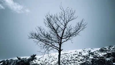Обои дерево, снег, кусты, небо, природа, зима картинки на рабочий стол,  фото скачать бесплатно