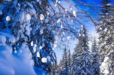 Обои зима, снег, деревья, красота на рабочий стол