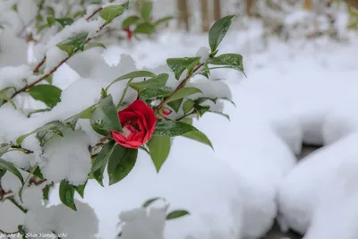 Обои на рабочий стол Красная роза в снегу, by Shin Yamaguchi, обои для рабочего  стола, скачать обои, обои бесплатно