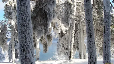 Image Winter Spruce Nature Snow Trees