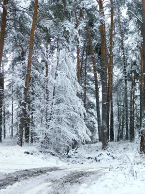 Снежный лес - фото автора Главный редактор на сайте Сергиев.ru