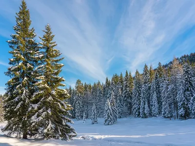 Снежный лес / Снежный лес / Фотография на PhotoGeek.ru