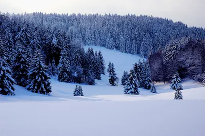 снежный лес покрытый деревьями и камнями, холодный снег холодный, Hd  фотография фото, зима фон картинки и Фото для бесплатной загрузки