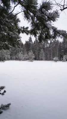 Сказочный зимний лес | Зимние картинки, Пейзажи, Картинки снега