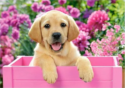 Кубики-картинки «Собачки» купить в Чите Кубики в интернет-магазине Чита.дети  (9618582)