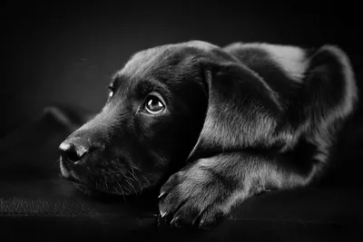 [73+] Собака черно белая картинка обои