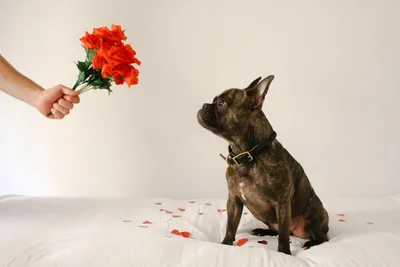 Самая маленькая порода собак в мире: фото и названия | Pet-Yes