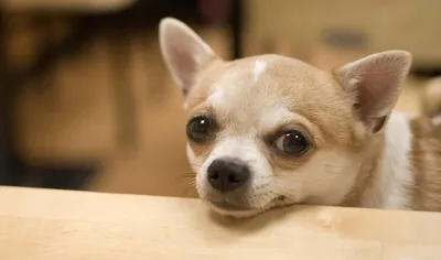 Мелкие породы собак: особенности кормления | Блог зоомагазина Zootovary.com