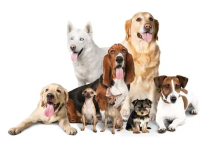 О чем говорит появление отдышки у собаки | Ветеринария и жизнь
