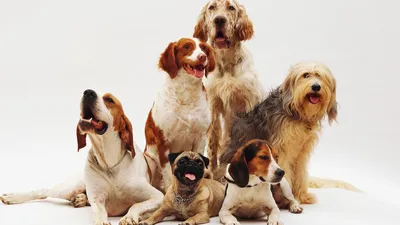 44 маленьких пород собак - Идеальные компаньоны весом от 1,5 до 15 кг -  Часть 2