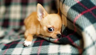 Маленькие породы собак: ТОП-6 с описанием, фото и характеристиками.