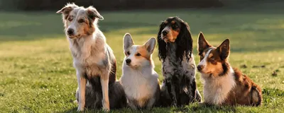 Мелкие собаки и щенки мелких пород в дар. Россия | Facebook