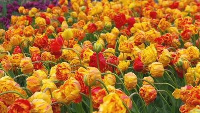 Тюльпан Tulipa Луковичные Травы Семейства Лилейных Liliaceae Тюльпаны  Садовые Цветы Сорта И Сорта Цветки Нежные Яркокрасноватокрасного Цвета —  стоковые фотографии и другие картинки Ароматерапия - iStock