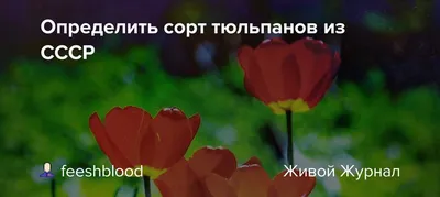 Тюльпан