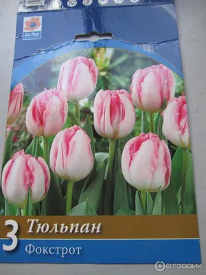 Тюльпан (Tulip) - Kazan Flower School