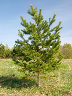 Сосна обыкновенная купить в Москве по цене 467 600 руб. с посадкой - Pinus  sylvestris