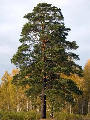 Купить Сосна обыкновенная Extra 'Pinus sylvestris' напрямую из питомника  растений