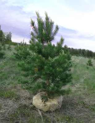 Сосна обыкновенная \"Pinus sylvestris\" купить по цене 1500 рублей от  питомника саженцев и растений Центросад | Фото и консультация по уходу